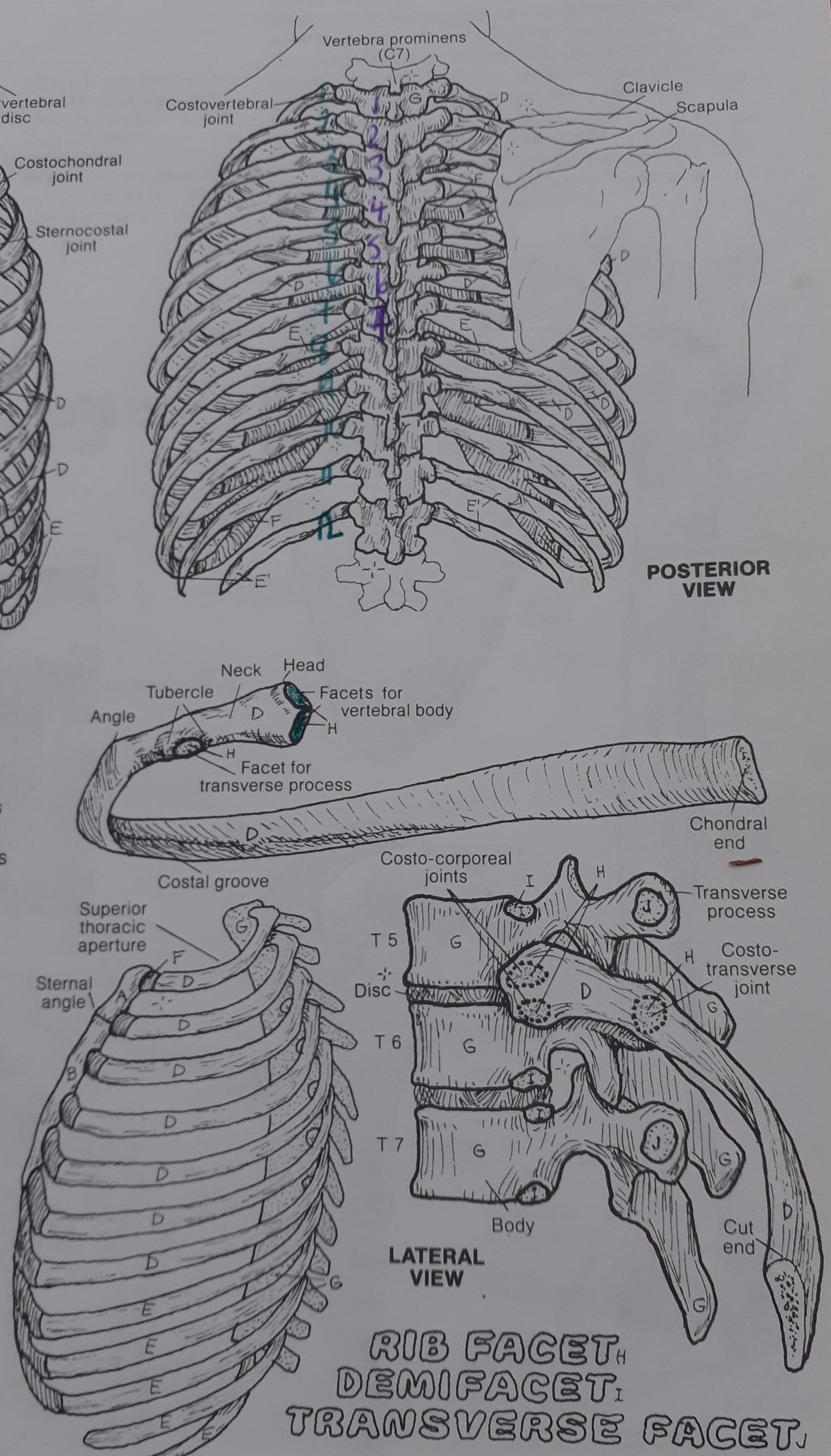 Are your ribs causing you problems? Osteopathy at the Mews